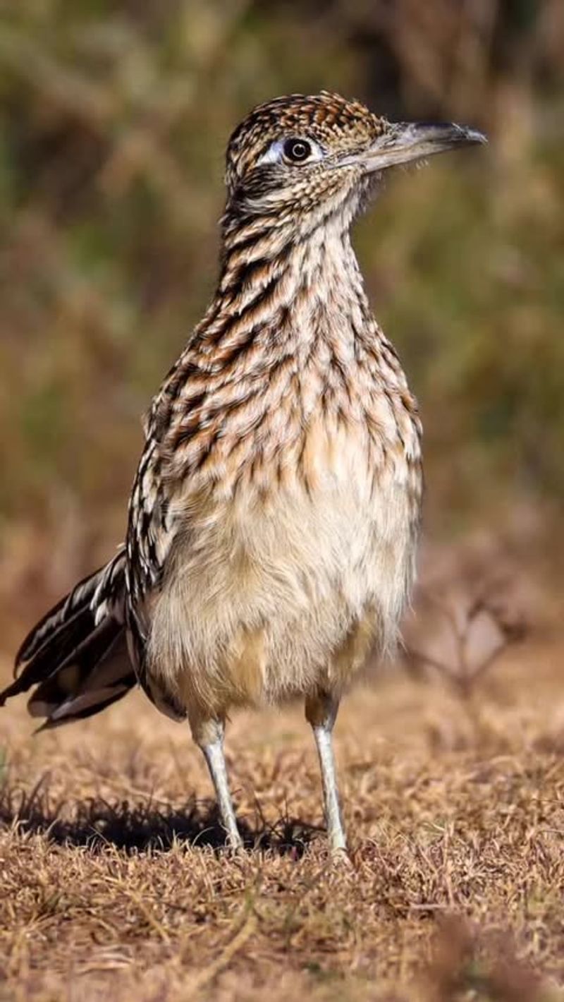 Creating Corridors Helps Wildlife Move Safely Through Neighborhoods