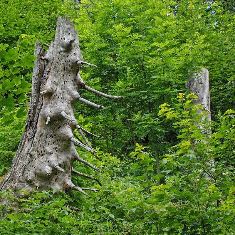 Leaving Standing Snags When Safe