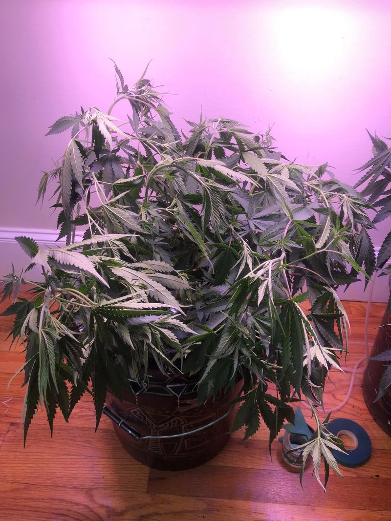 Preparing Plants For A Healthy Spring Comeback