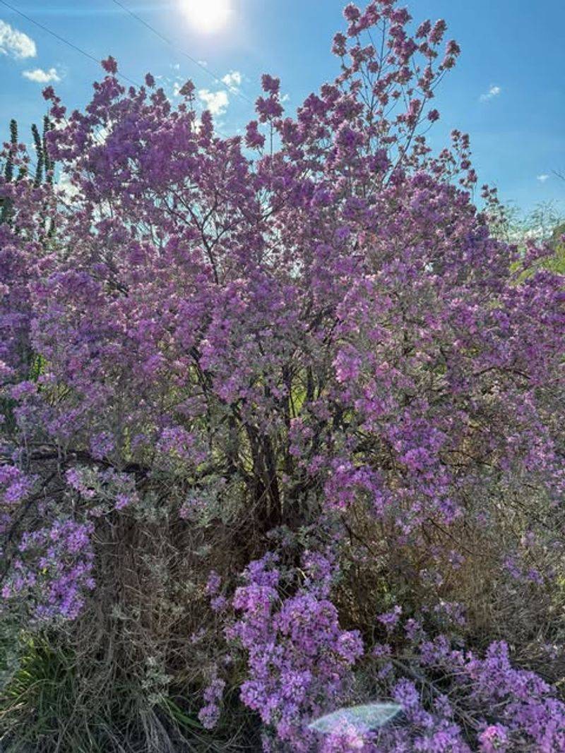 Thriving In Hot, Dry Texas Climate Conditions