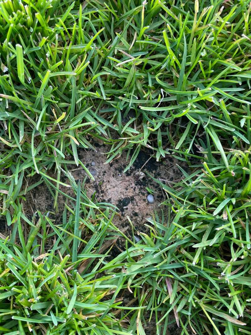 Slime Molds Can Actually Move Around