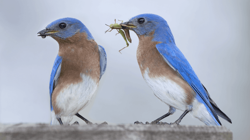 Eliminating Pesticide Use Protects Food Chains