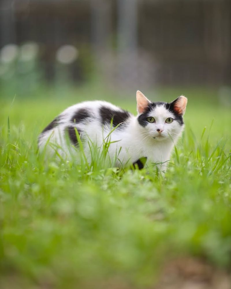 Outdoor Cats Roaming Freely