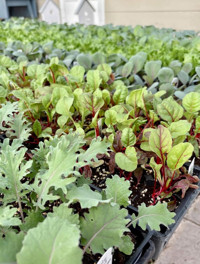 Plant Cold-Hardy Vegetables Like Kale Spinach Onions And Garlic During Warm Spells