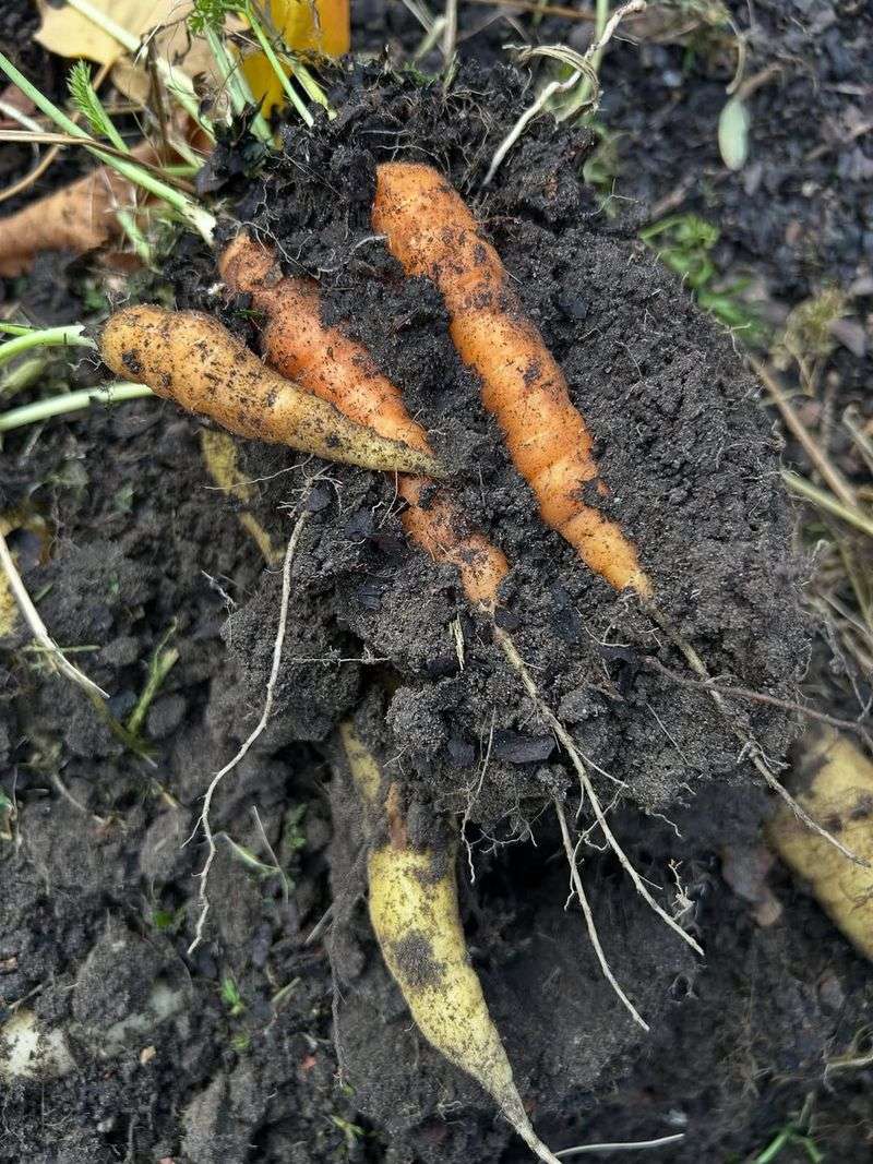 Soil Type Dramatically Influences Winter Vegetable Success