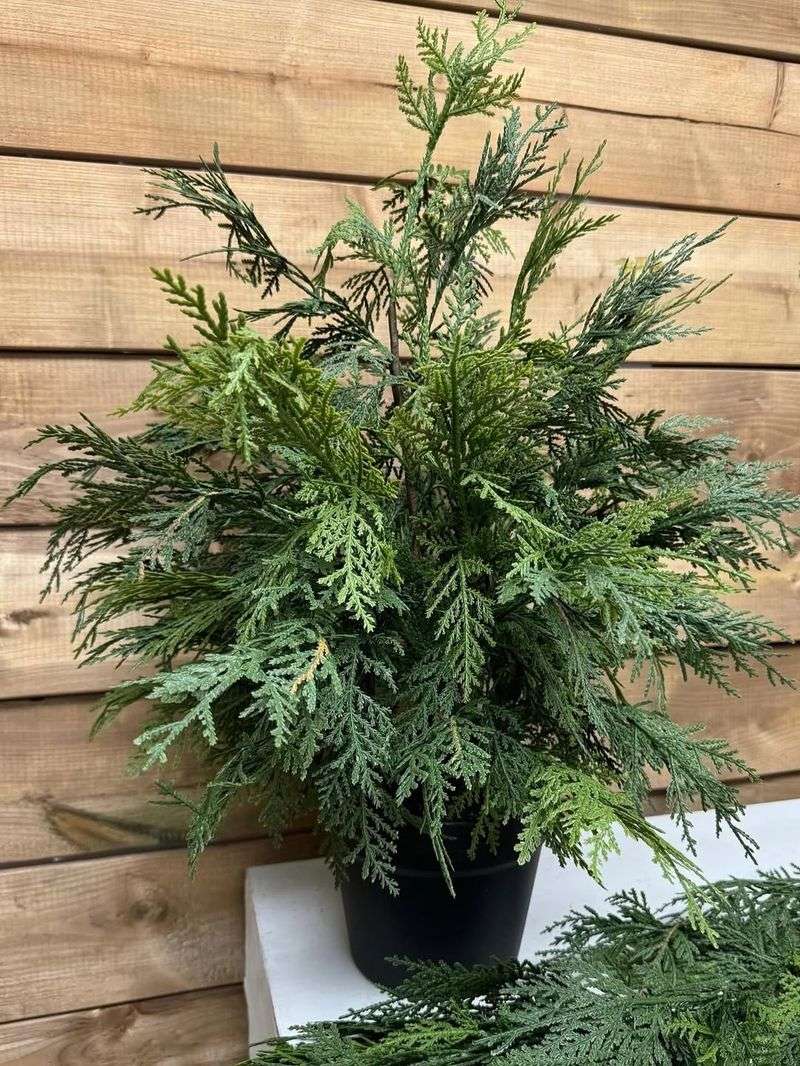 Pruning Techniques Maintain Attractive Shape