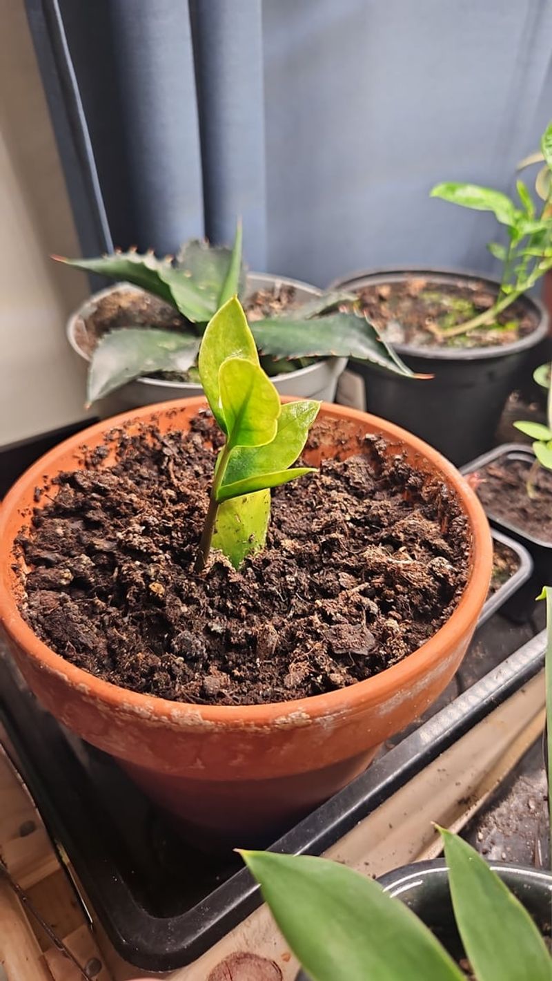 A Quick Spin Stops Soil Drying Unevenly In Heated Rooms