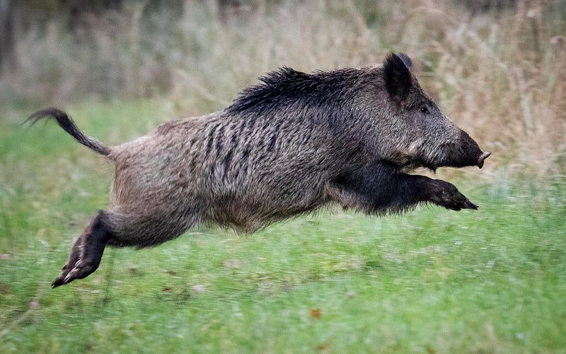 Don't Approach Or Attempt To Touch The Hog