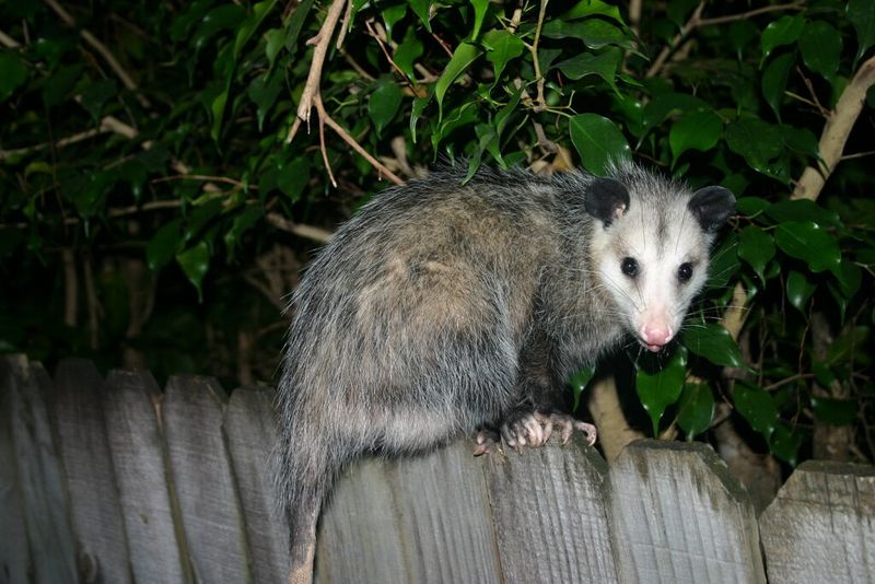 Harming Opossums Is Not Allowed Without A Permit