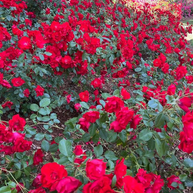 Avoid High Water Red Flowers