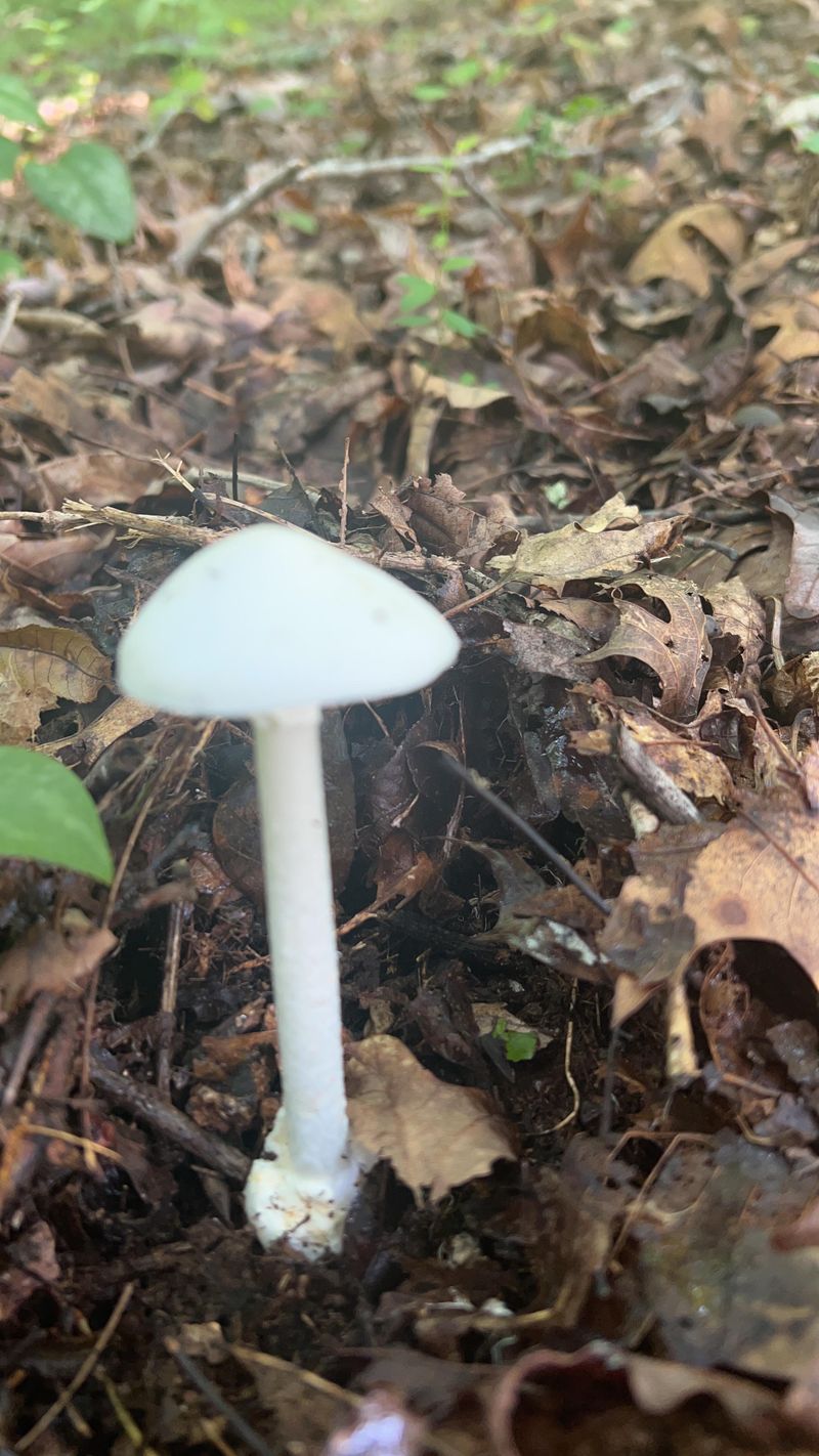 Lookalikes Can Confuse Gardeners