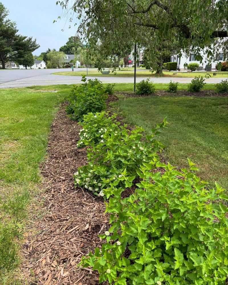 Better Choices For A Healthy Yard