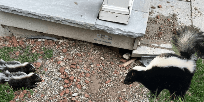 Check Your Yard For Potential Shelter Spots