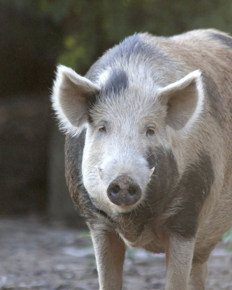 Avoid Blocking The Hog’s Escape Path