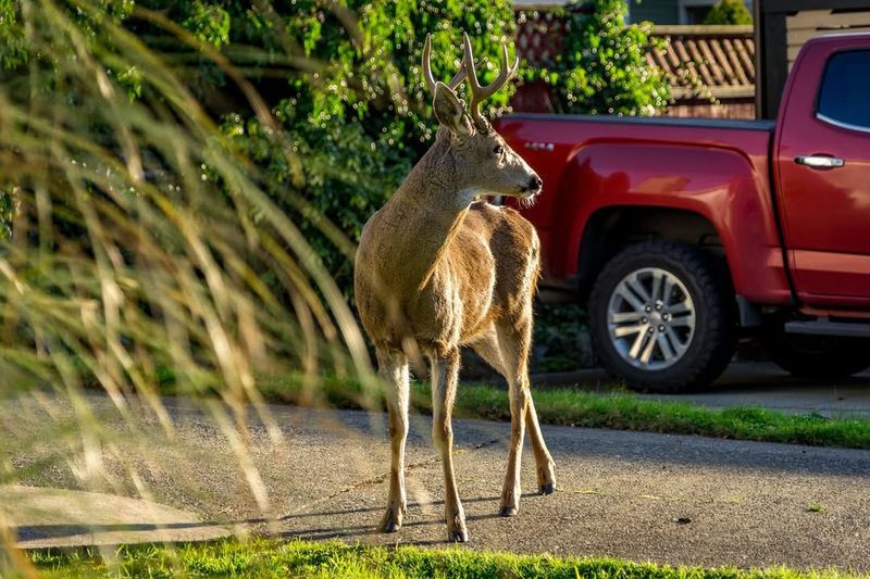 Create Noise And Activity In Your Yard