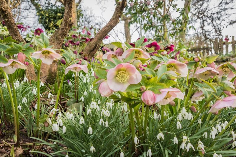 Feed With Compost For Steady Nutrition