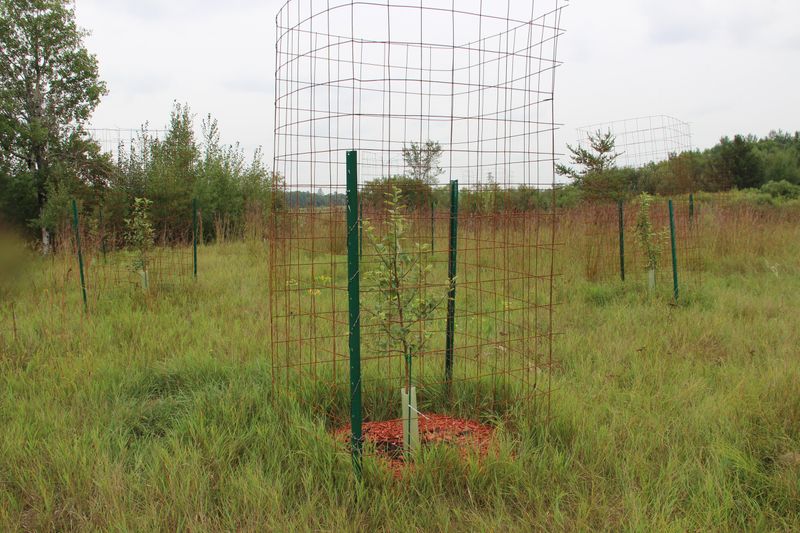 Protect Young Trees And Shrubs From Winter Damage