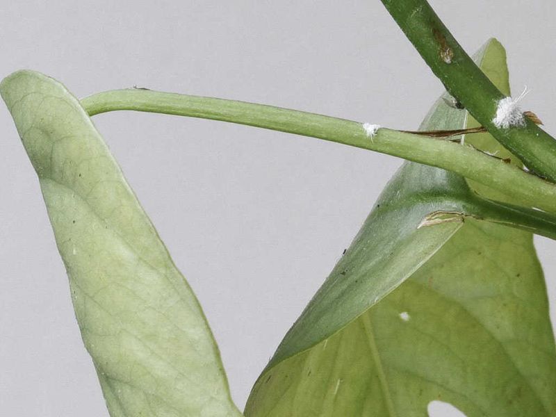 Monitor For Pests Like Spider Mites And Mealybugs