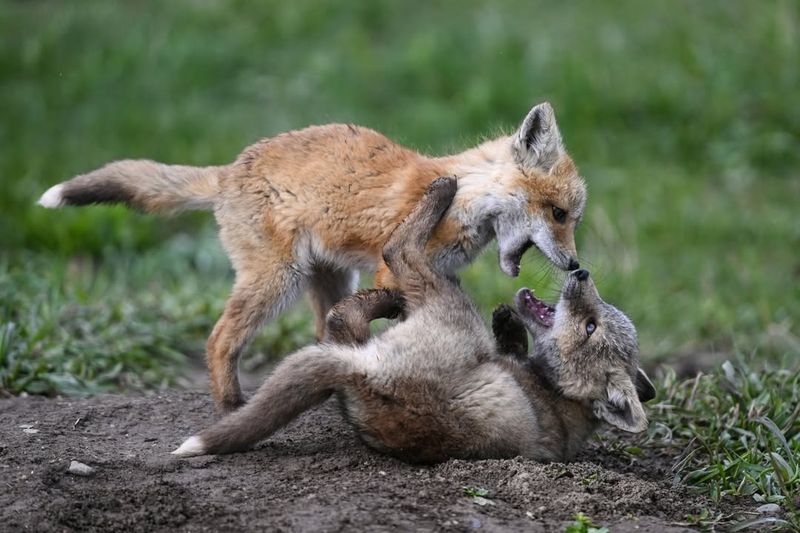 Check For Den Sites Around Your Property