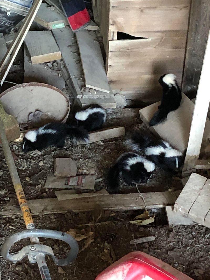 Check For Den Sites Under Structures