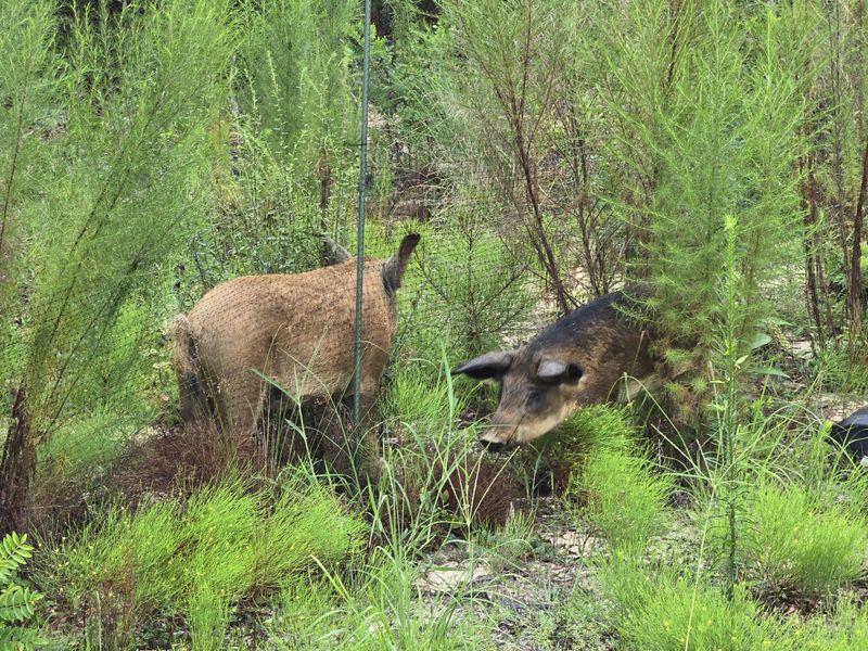 Give The Hog A Clear Exit From The Yard