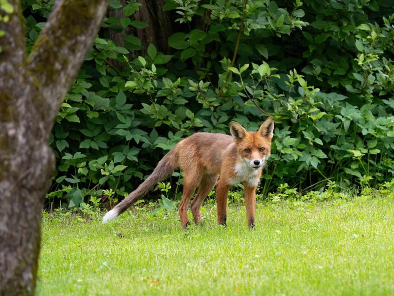 Make Noise To Encourage The Fox To Leave