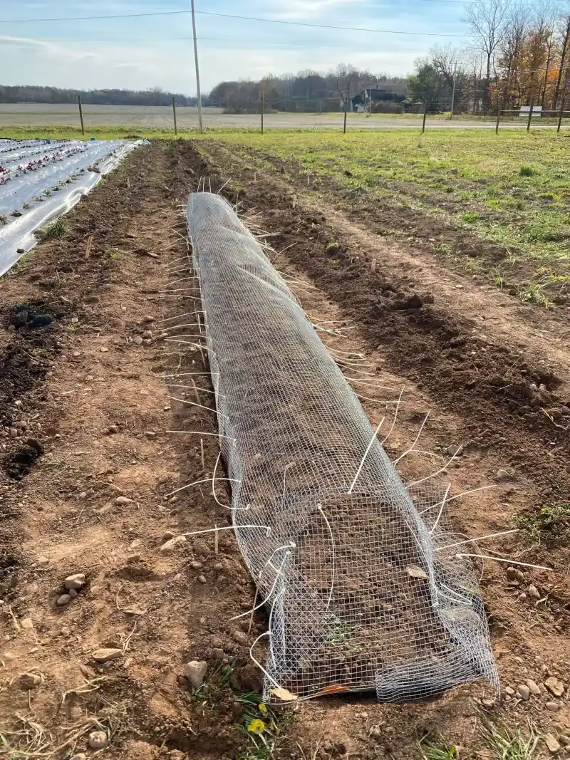 Install Underground Fencing Around Bulb Beds