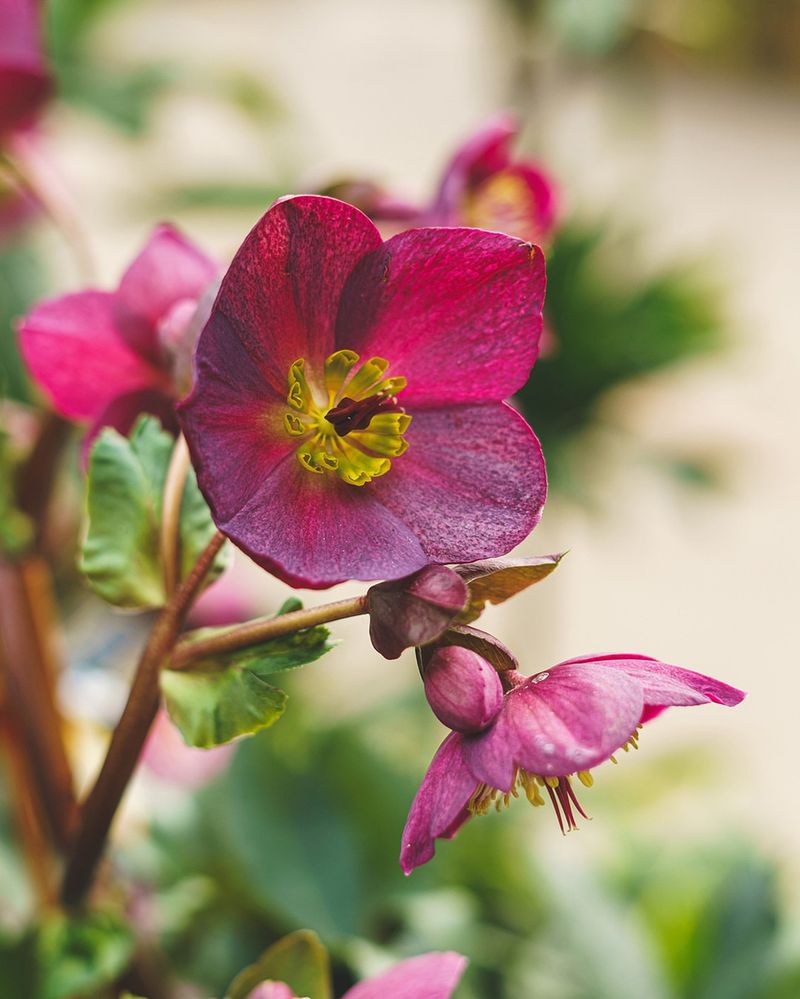 Fertilize Lightly In Early Spring For Strong Growth