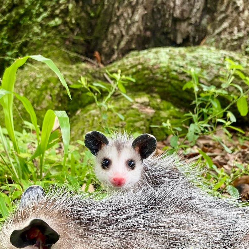 Check For Babies In Spring