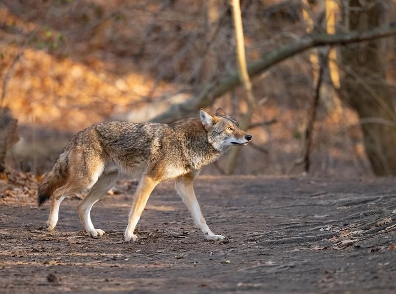 Bring Pets Indoors Until The Coyote Leaves