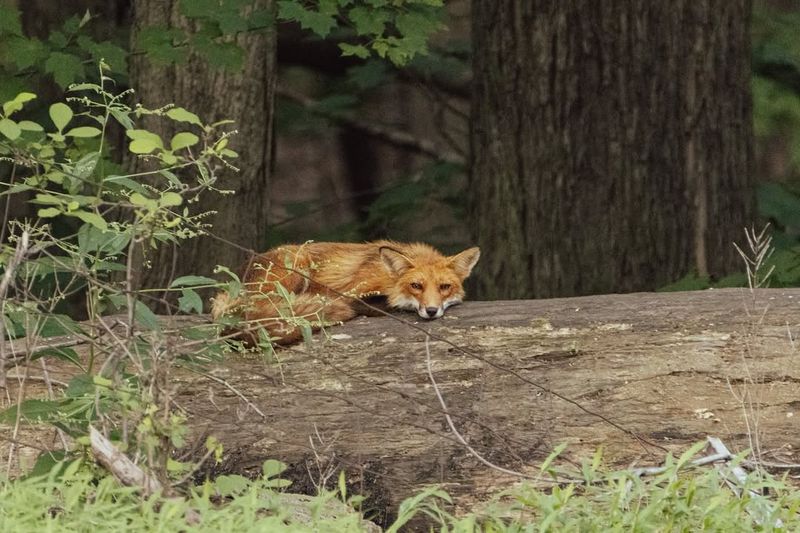 Make Noise To Encourage The Fox To Leave