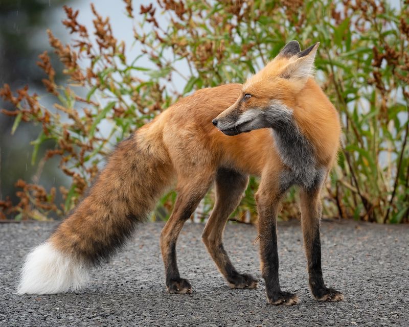 Make Noise To Encourage Departure