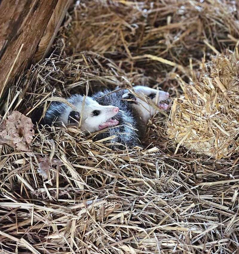 Seal Off Potential Den Sites