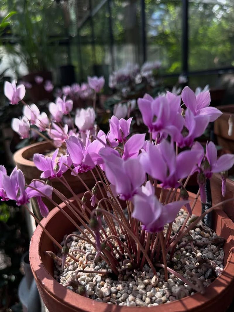 Protect from Frost in Colder California Regions