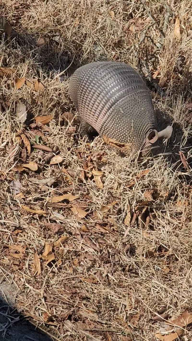 Apply Strong-Smelling Repellents Around Problem Areas