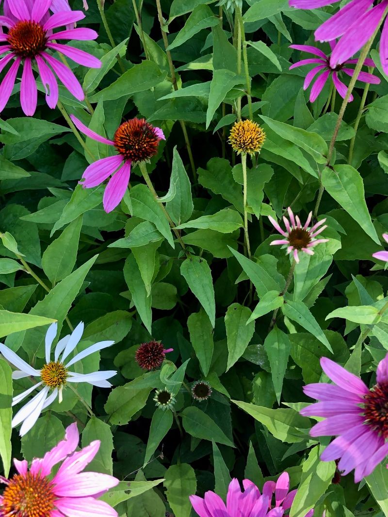 Chemical Treatments Have Limited Effectiveness