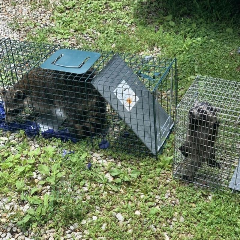 Professional Removal Is Safer Than DIY Methods