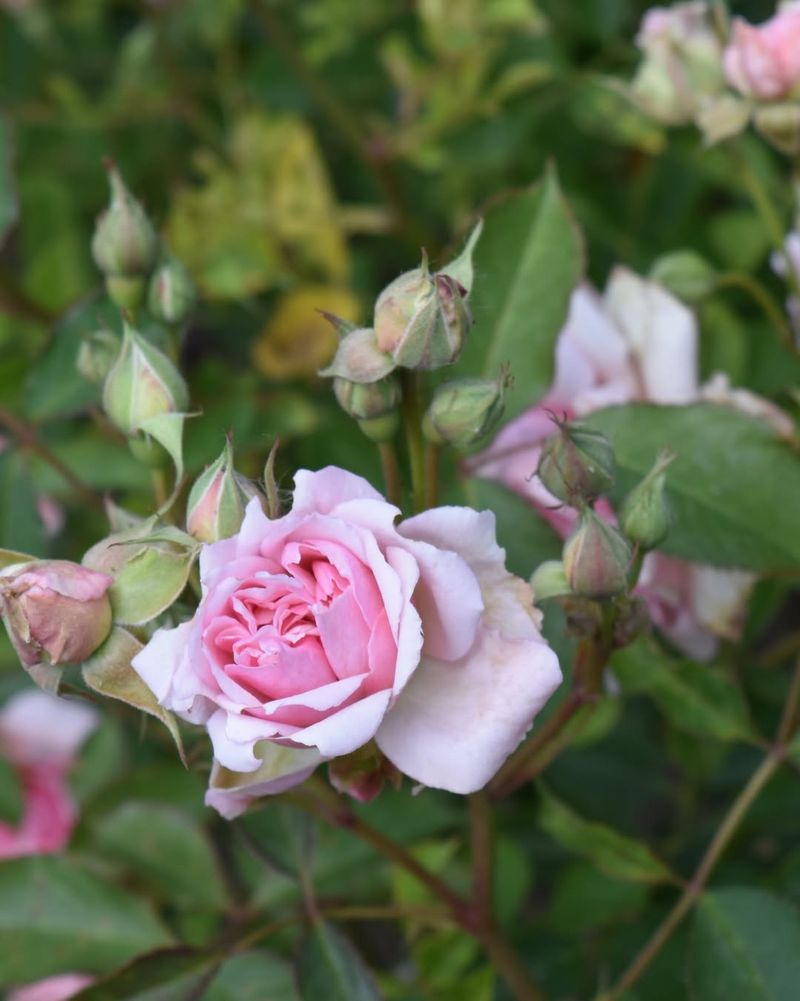 Planting Only Hybrid Flowers That Produce No Pollen