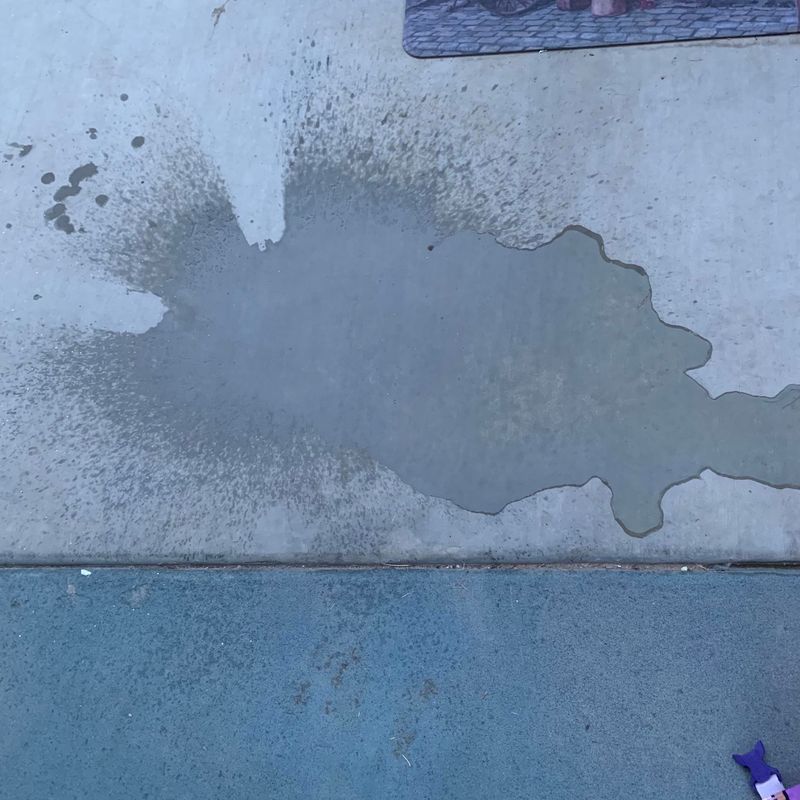 Cleaning Pet Accidents And Odors Effectively