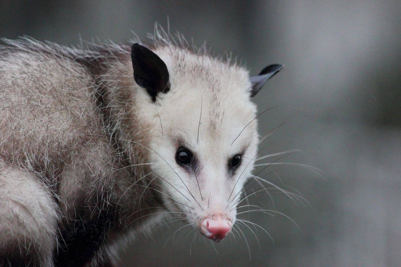 Relocating Possums Is Illegal Or Discouraged In Many Georgia Areas