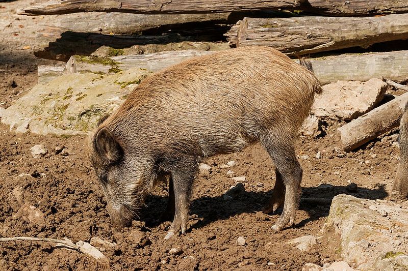 Join Community Networks For Shared Pig Management Strategies