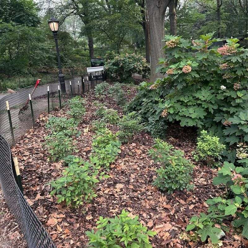 Leaving Fallen Leaves Under Trees And Shrubs