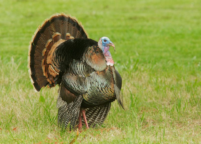 Educate Your Community About Coexistence