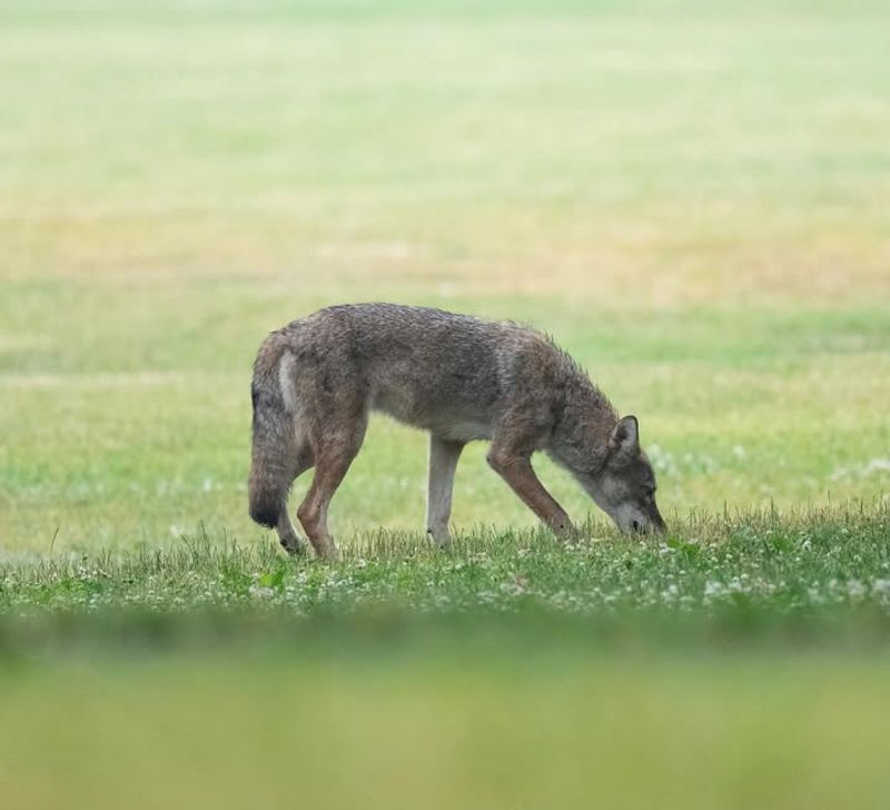 Do Not Approach Or Try To Pet The Coyote