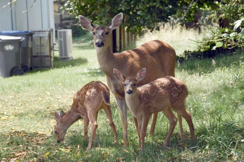 Never Attempt To Feed The Deer