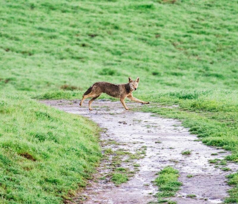 Never Feed A Coyote On Purpose Or By Accident