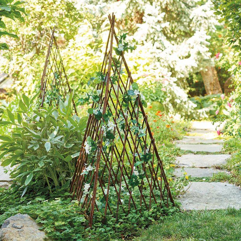 Living Willow Trellis For Sustainable Gardens