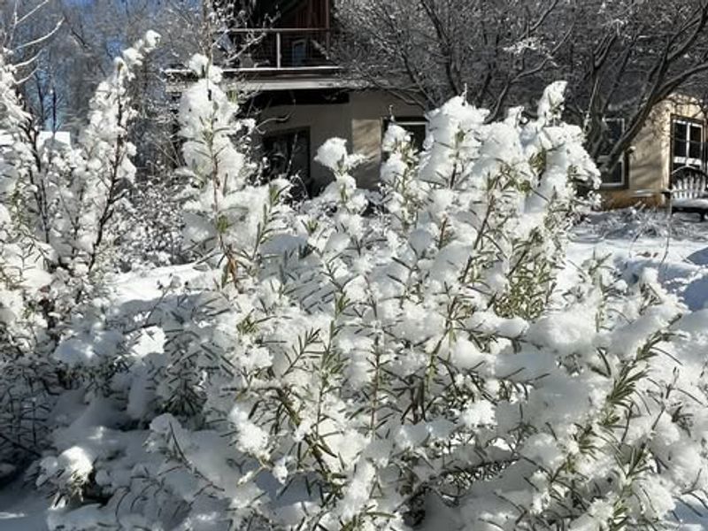 Thrives In Various Climate Conditions