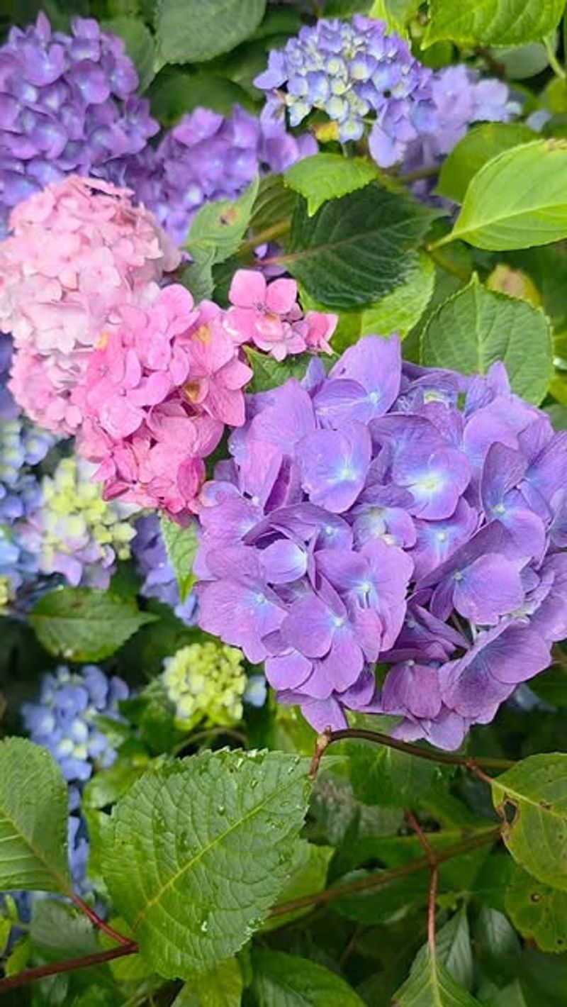 Soil pH Fluctuations Are the Primary Culprit