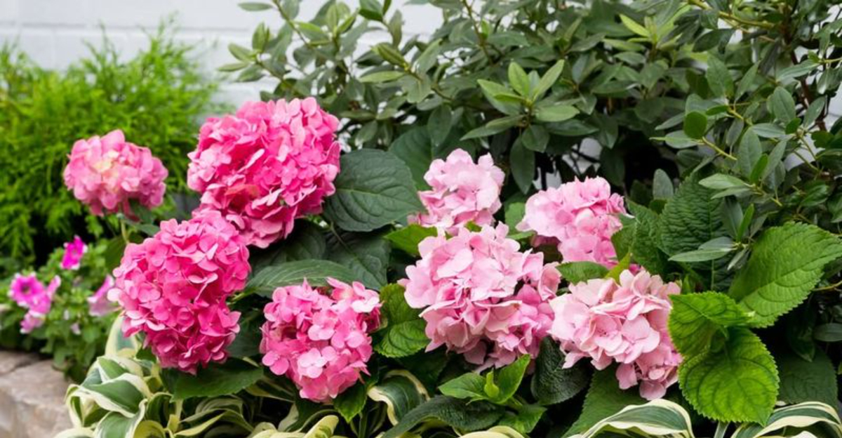 Researchers Reveal Why North Carolina Hydrangeas Are Shifting Color More Frequently